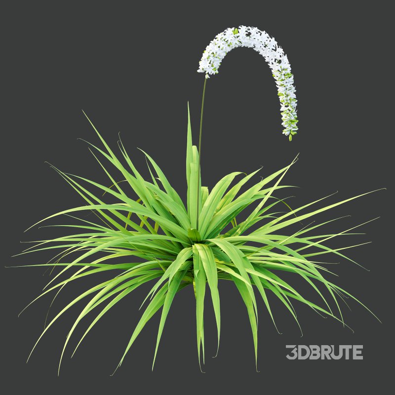 eremurus himalaicus Plant 01 Image 6