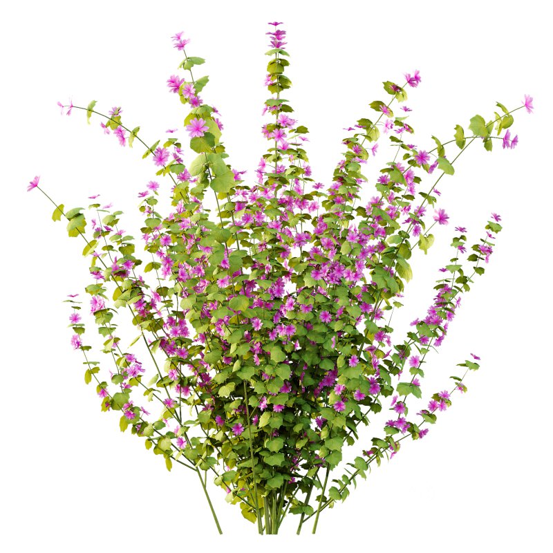 Lavatera Cachemiriana Plant 01 Image 4