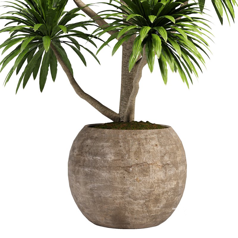 Indoor plent_06 Image 2