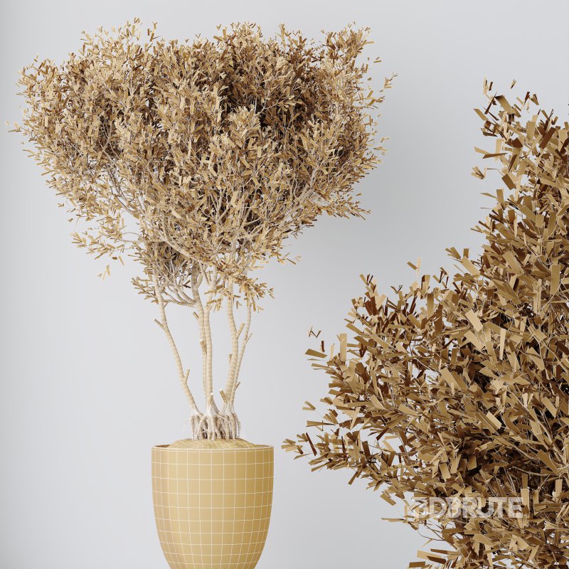 AV Indoor plants set 155 Mission Kalamata Wilsonii Olive and Ficus Benjamina African Fig and Lutescens Areca Palm Image 12