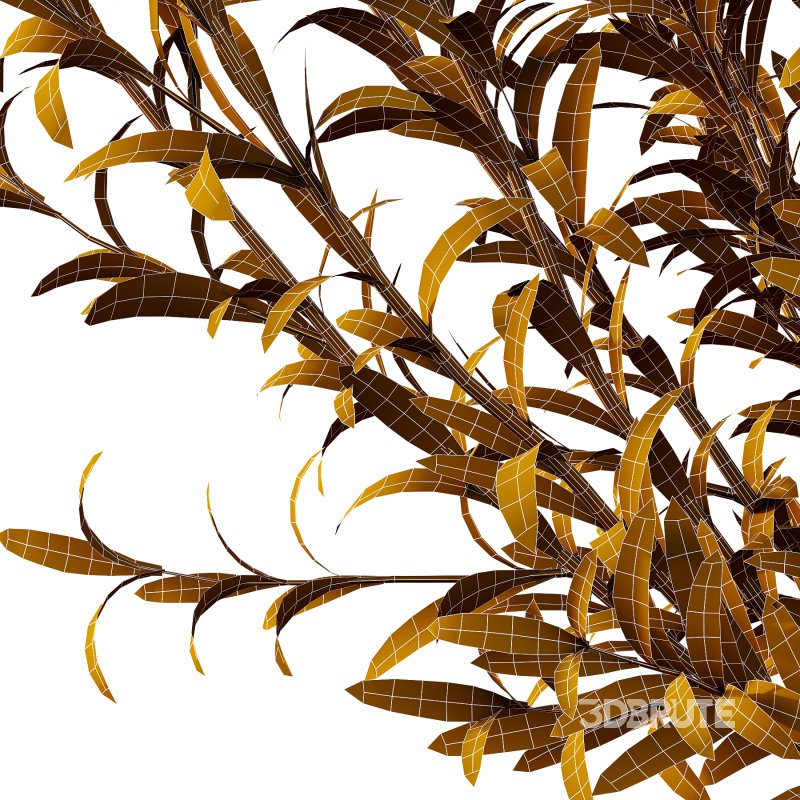 Euphorbia palustris Plant 01 Image 7