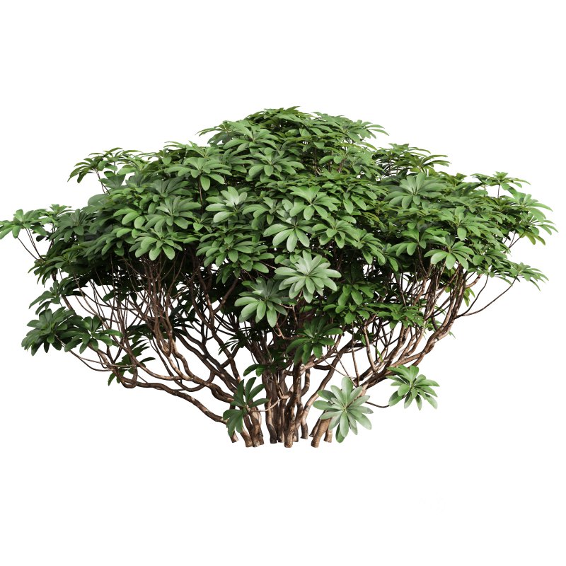 AV 9 different bush Edgeworthia Chrysantha Grandiflora and Rhapis Excelsa Bush Image 5