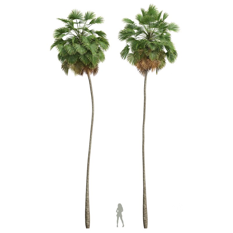 AV Christmas Palm Manila Palm Adonidia Veitchia Merrillii and Borassus Flabellifer Image 3