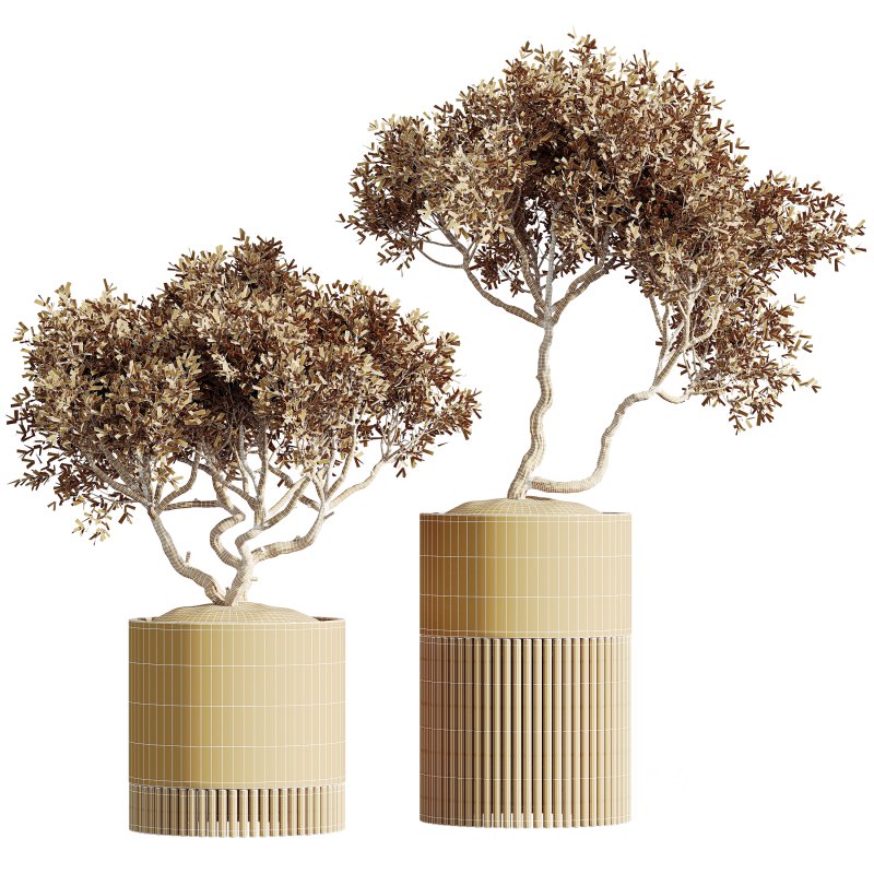 AV HousePlants Mission Kalamata Leccino Arbequina Wilsonii Chemlali Olive Set03 Image 3