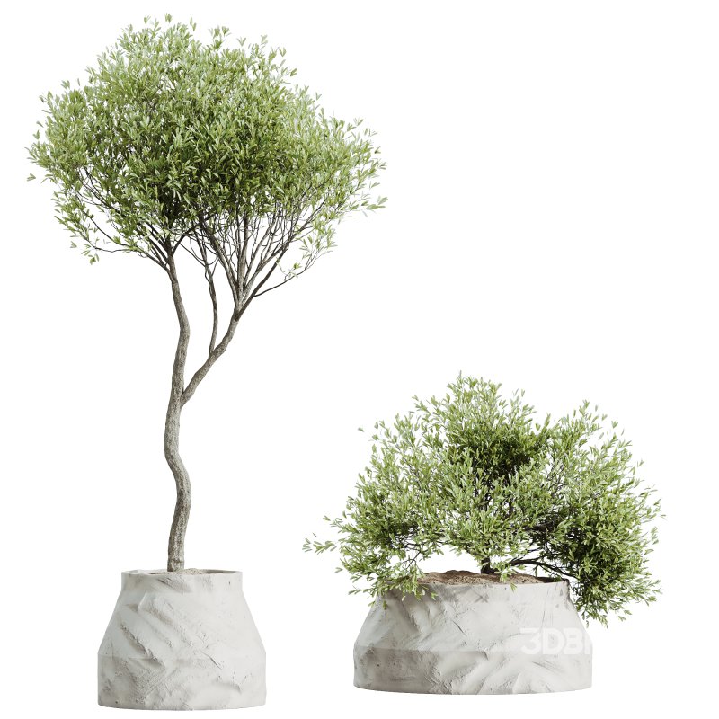 AV HousePlants Mission Kalamata Leccino Arbequina Wilsonii Chemlali Olive Set41 Image 2