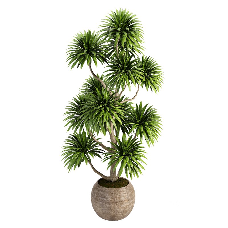 Indoor plent_06 Image 3