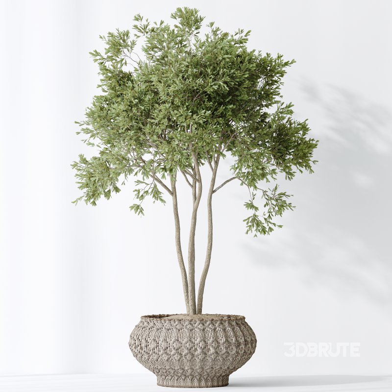 AV Indoor plants set 164 Ravenala Banana Strelitzia Nicolai Bird and Aspidistra Elatior and Arbequina Wilsonii Chemlali Olive Image 7