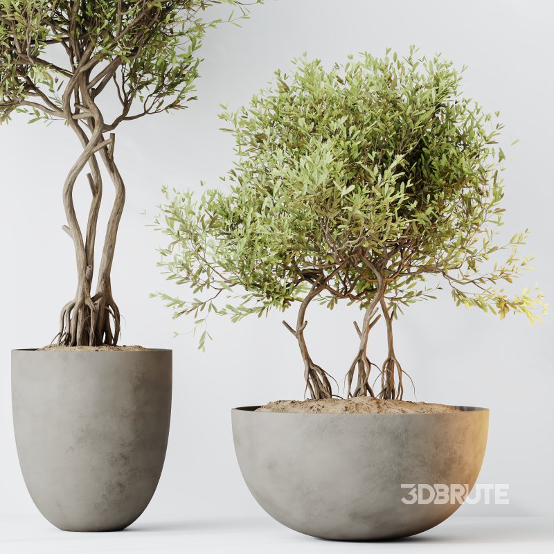 AV Indoor plants set 155 Mission Kalamata Wilsonii Olive and Ficus Benjamina African Fig and Lutescens Areca Palm Image 5