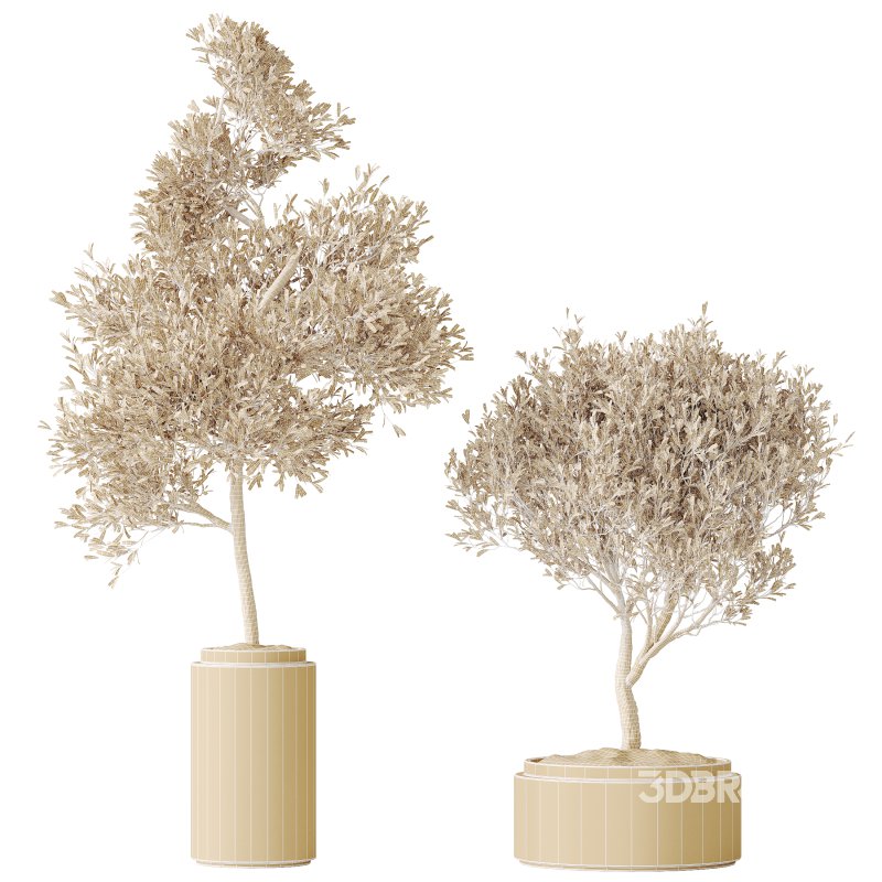 AV HousePlants Mission Kalamata Leccino Arbequina Wilsonii Chemlali Olive Set43 Image 6