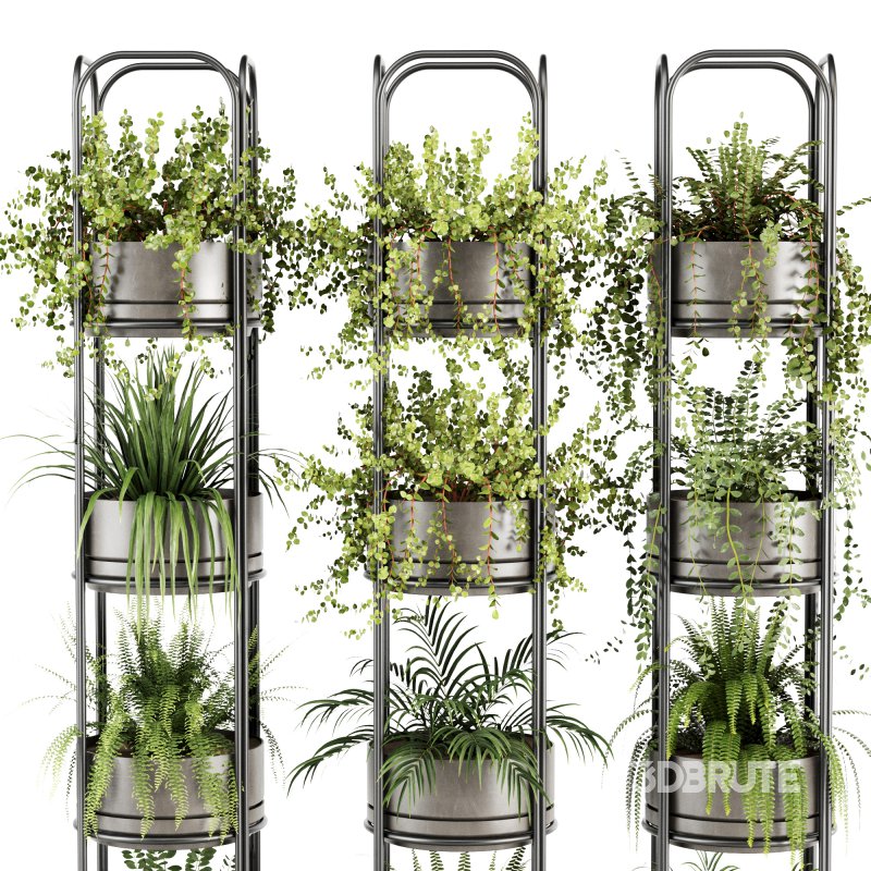 Indoorplants-Stand plant ivy set-164 Image 5