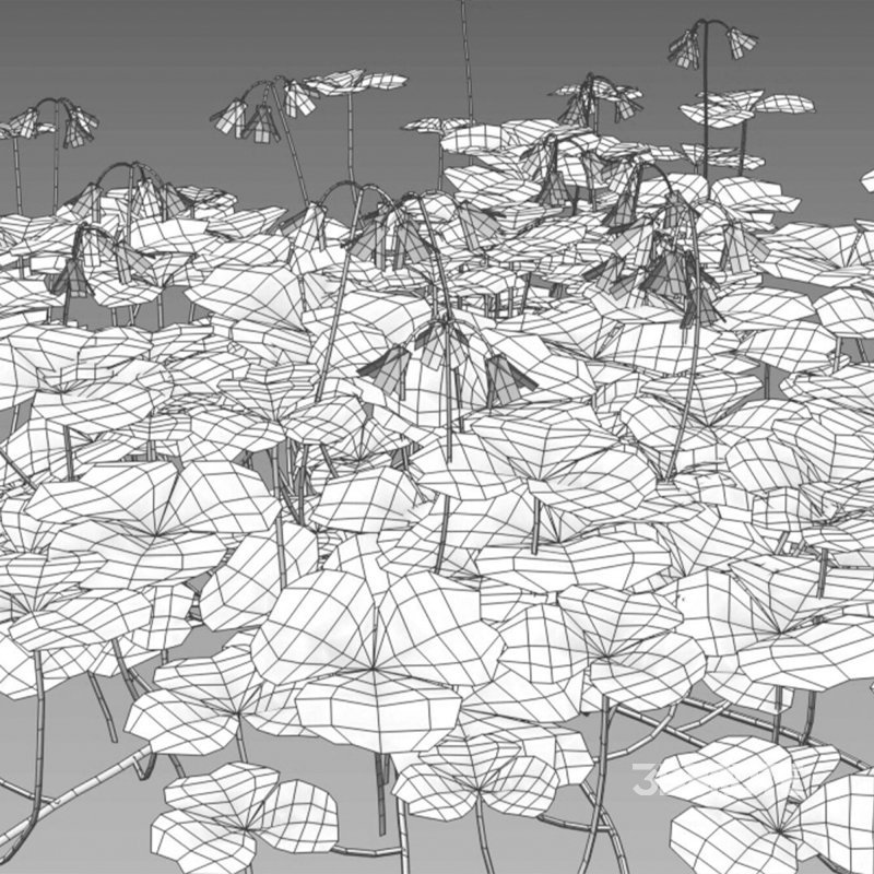 Trifolium – Oxalidaceae 02 Image 3
