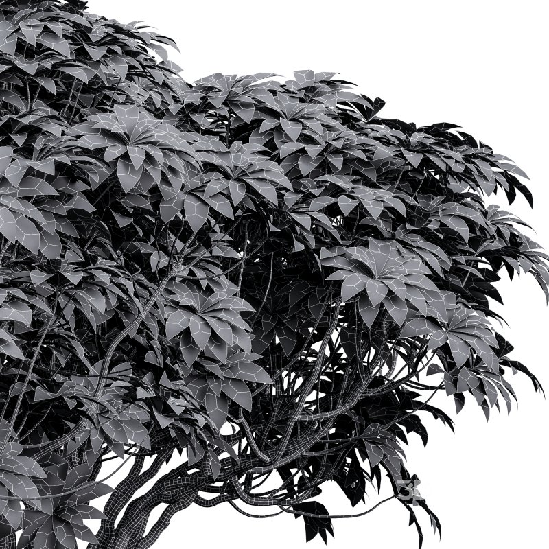 AV 9 different bush Edgeworthia Chrysantha Grandiflora and Rhapis Excelsa Bush Image 10