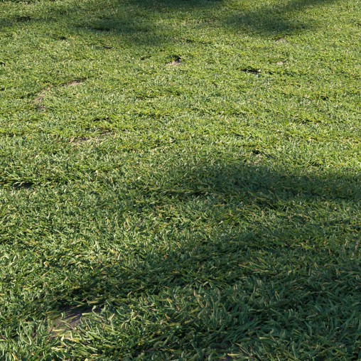 Eremochloa ophiuroides – cut 01