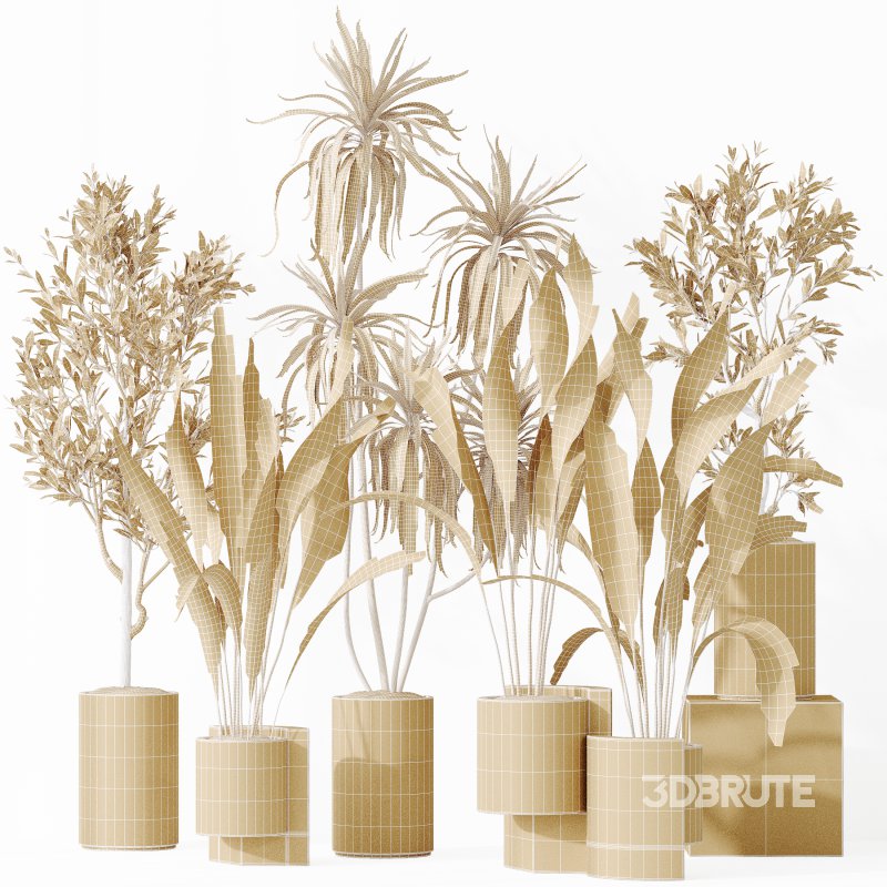 AV Indoor plants set 167 Aspidistra Elatior and Warneckii Lemon Lime and Mission Olive Tree Image 15