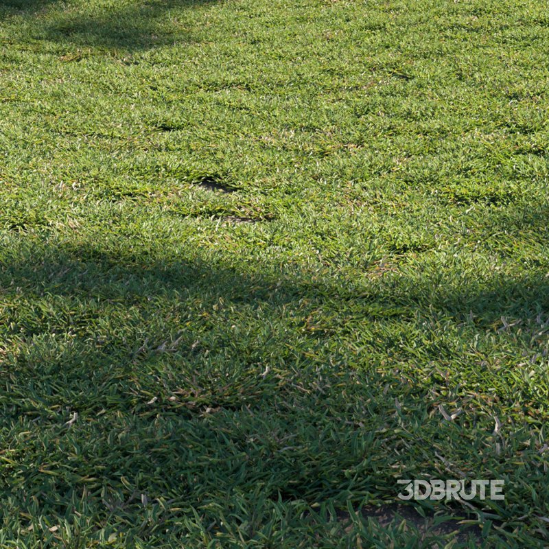 Eremochloa ophiuroides – cut 02 Image 2