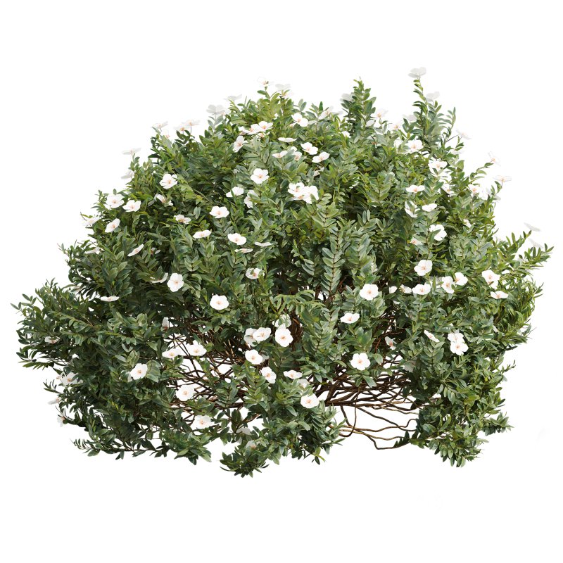 AV 5different bush Cistus Albidus Zistrose Flower White and Coronilla Valentina Glauca Image 2