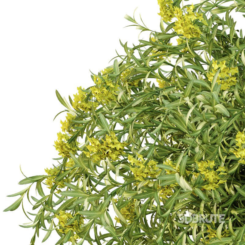 Euphorbia palustris Plant 04 Image 3