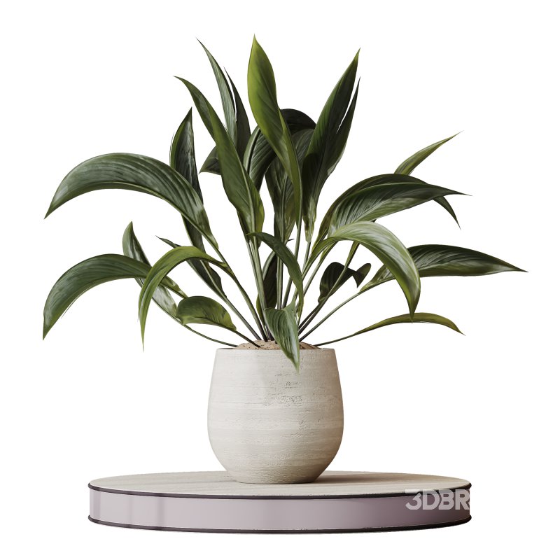 AV Indoor plants set 157 Mission Kalamata Chemlali Olive and Spathiphyllum Wallisii Bellini Peace Lily Domino Image 6