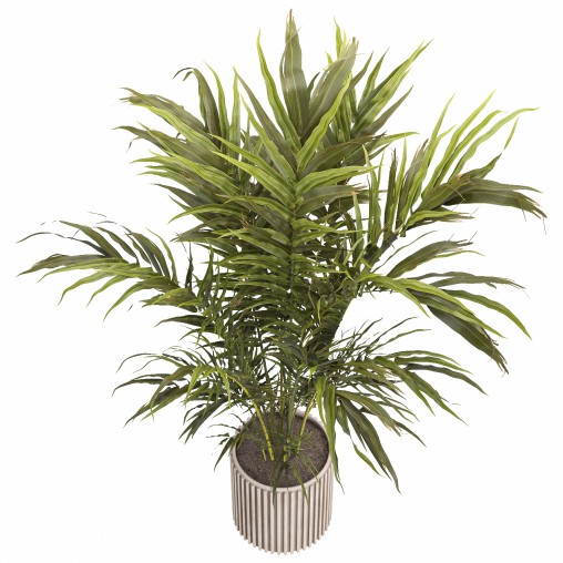 Indoor plant 02