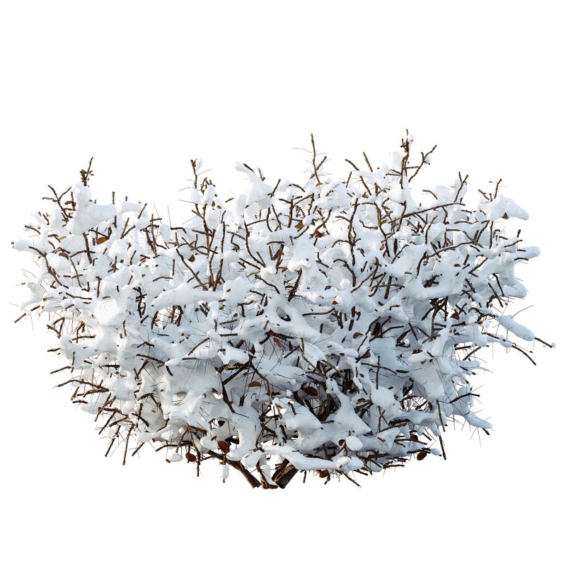 AV Plants Cornus sanguinea Winter Snow Image 2