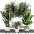 Indoor Plants set 165 - Thumbnail 1