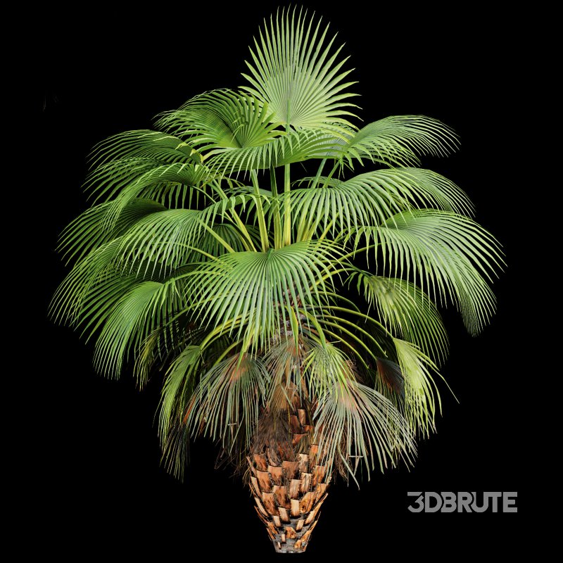 AV Queen Palm Trees Syagrus Romanzoffiana and Mexican Fan Palm Washingtonia Robusta trees Image 4