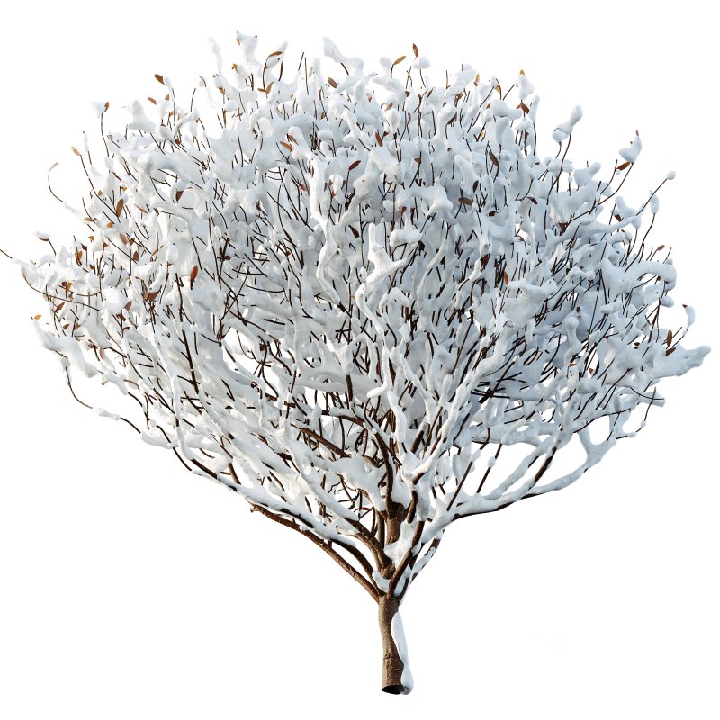 AV Plants Cistus Albidus Zistrose Winter Snow Image 2