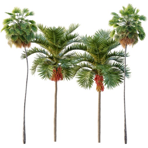 AV Christmas Palm Manila Palm Adonidia Veitchia Merrillii and Borassus Flabellifer