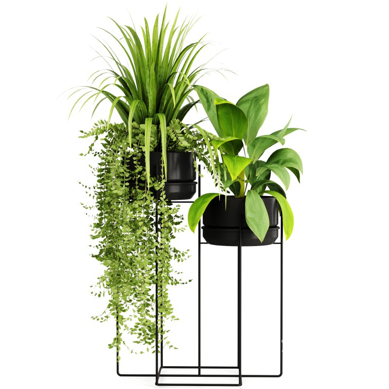 Indoorplants-155 Image 4