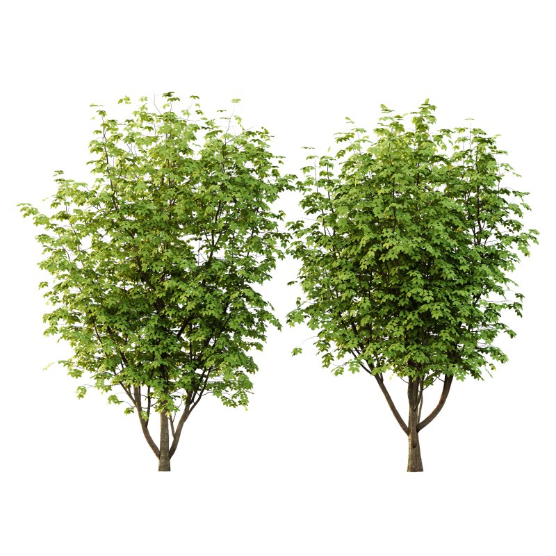 Fraxinus Rhynchophylla Tree 03 Image 1