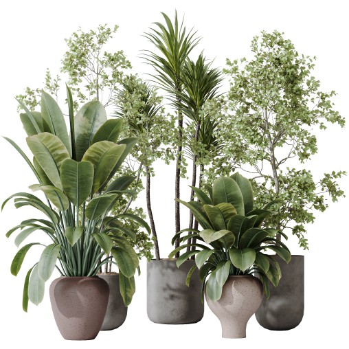 AV Indoor plants set 171 Beech Olea Europaea Olive and Mission Arbequina Olive and Ficus Robusta Abidjan