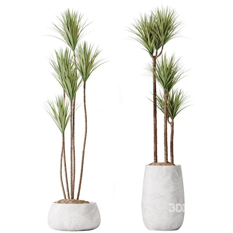 AV Indoor plants set 160 Artificial Olivo Olea Tree and Yucca Elephantipes Gigantea and Ficus Retusa Microcarpa Bonsai Ginseng Image 2