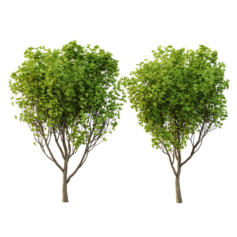 Fraxinus Rhynchophylla Tree 02 Image 3