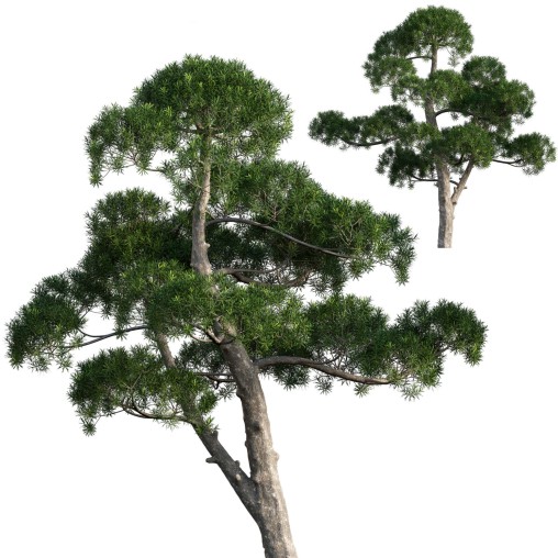 Podocarpus macrophyllus – yew plum pine 04