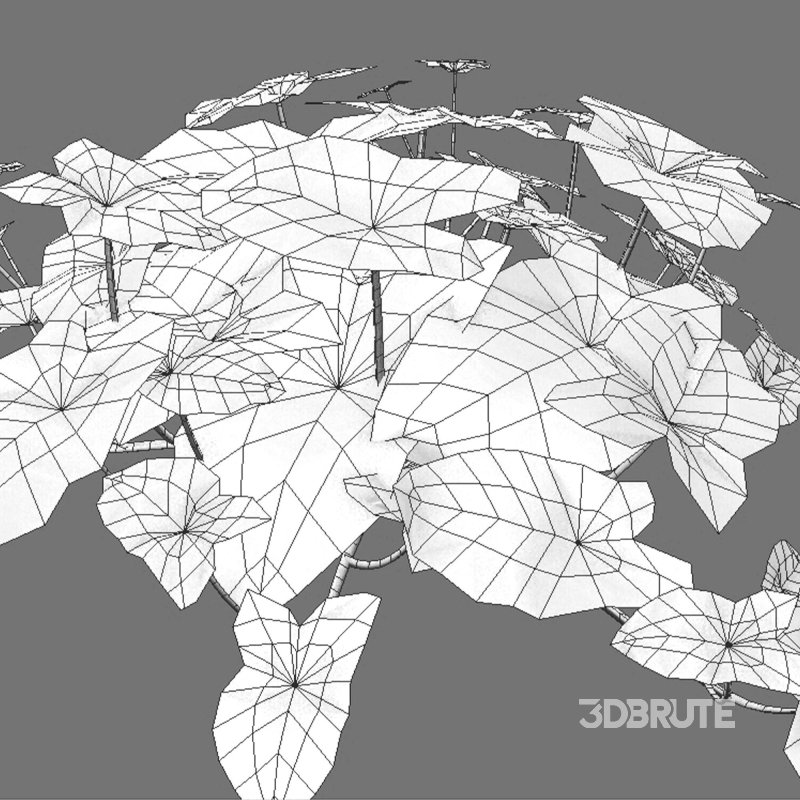 Aglaonema muntifolium 02 Image 3