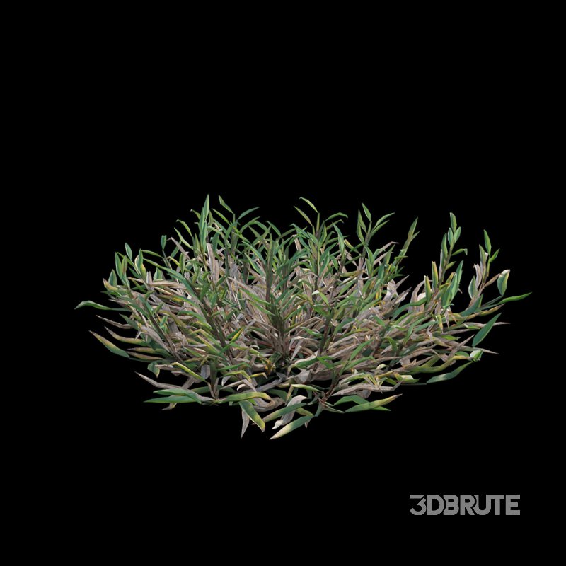 Eremochloa ophiuroides – set 02 Image 7