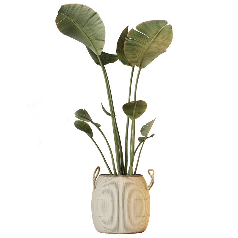 AV Indoor plants set 161 Arbequina Wilsonii Chemlali Olive and Ravenala Banana Strelitzia Nicolai and Briful Pachira Aquatica Image 4