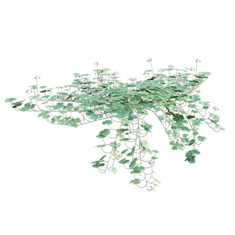 Trifolium – Oxalidaceae 02 Image 8