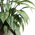 AV HousePlants Alocasia - Thumbnail 1