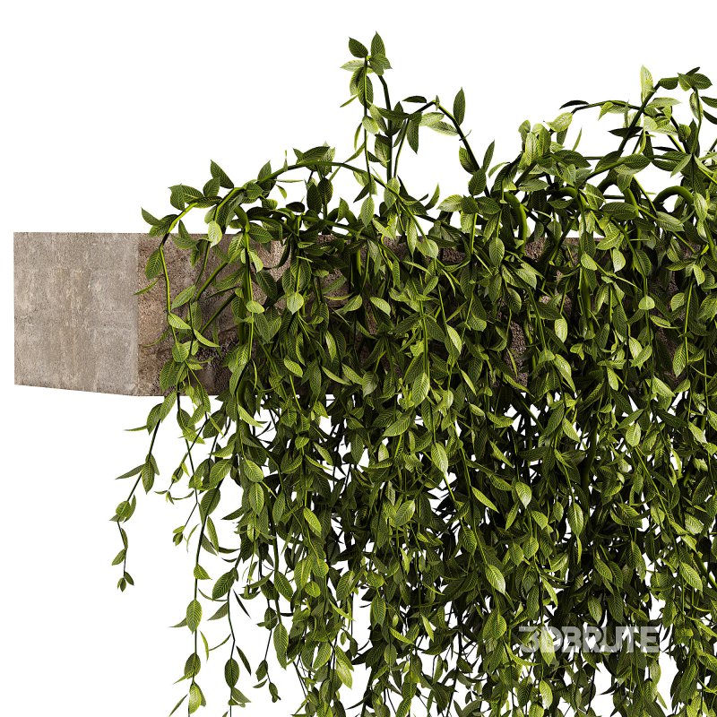 Green succulent leaves hanging vines Image 2