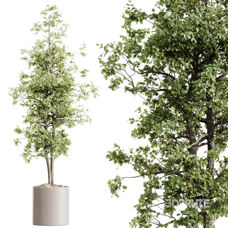 AV HousePlants Mission Kalamata Leccino Arbequina Wilsonii Chemlali Olive Set07 Image 2