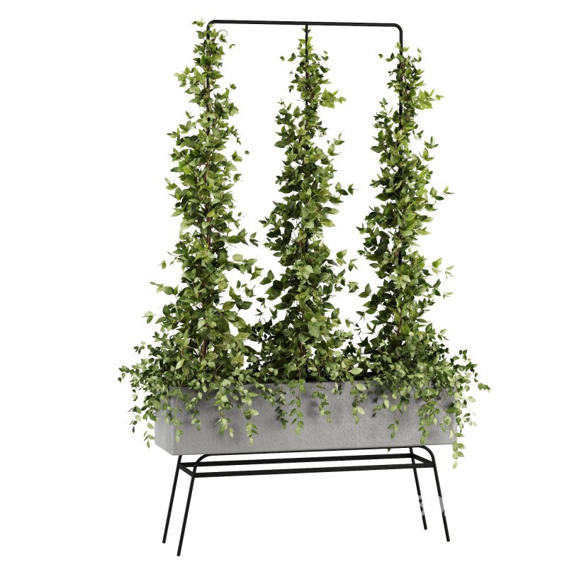 Outdoor Plants-Ivy Plant set38 Image 5