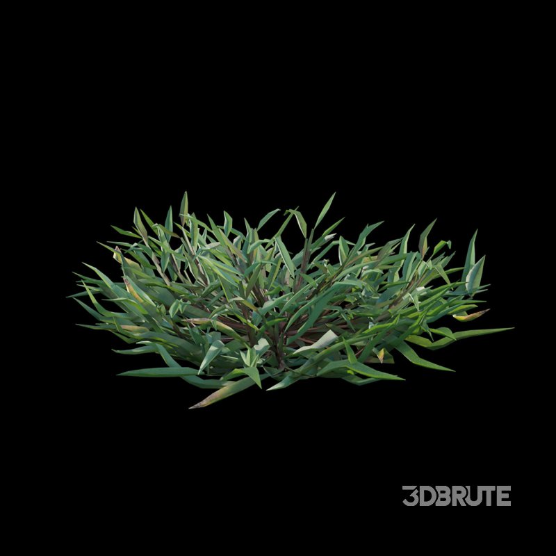 Eremochloa ophiuroides – cut 03 Image 4