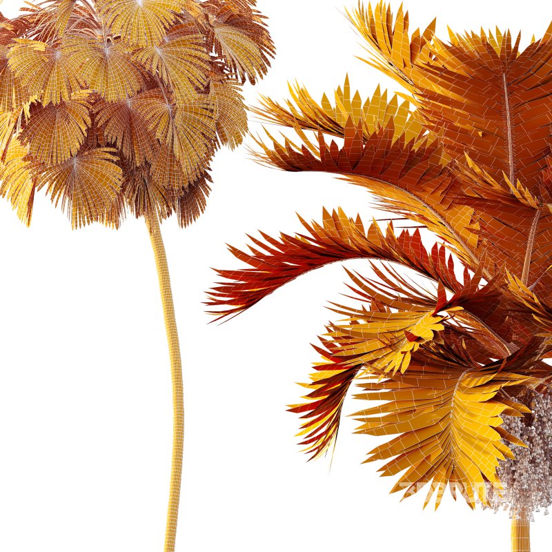 AV Christmas Palm Manila Palm Adonidia Veitchia Merrillii and Borassus Flabellifer Image 7