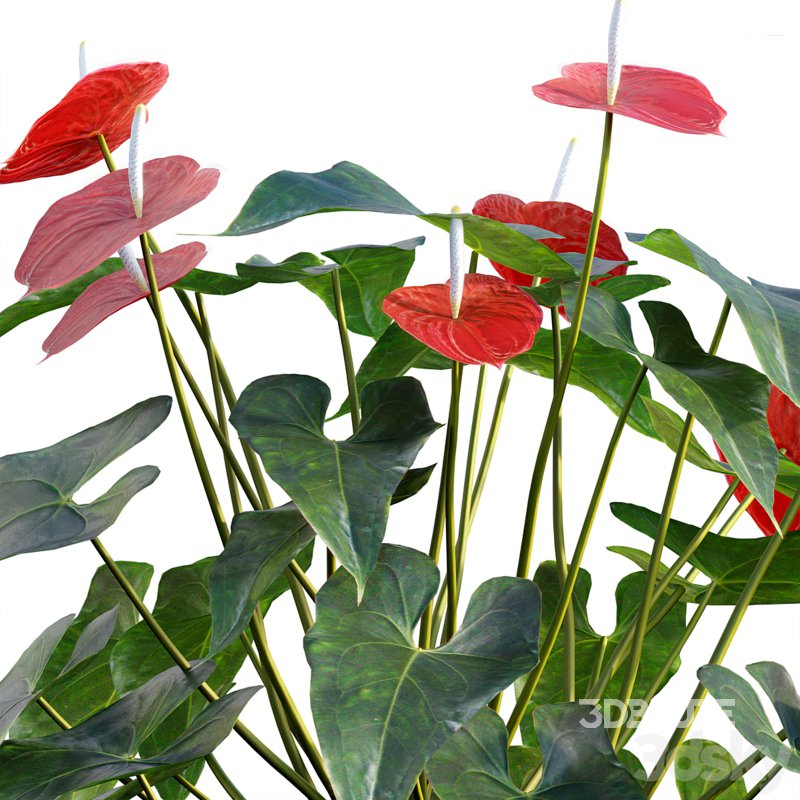 Anthurium Andraeanum – Flamingo Flower Image 2