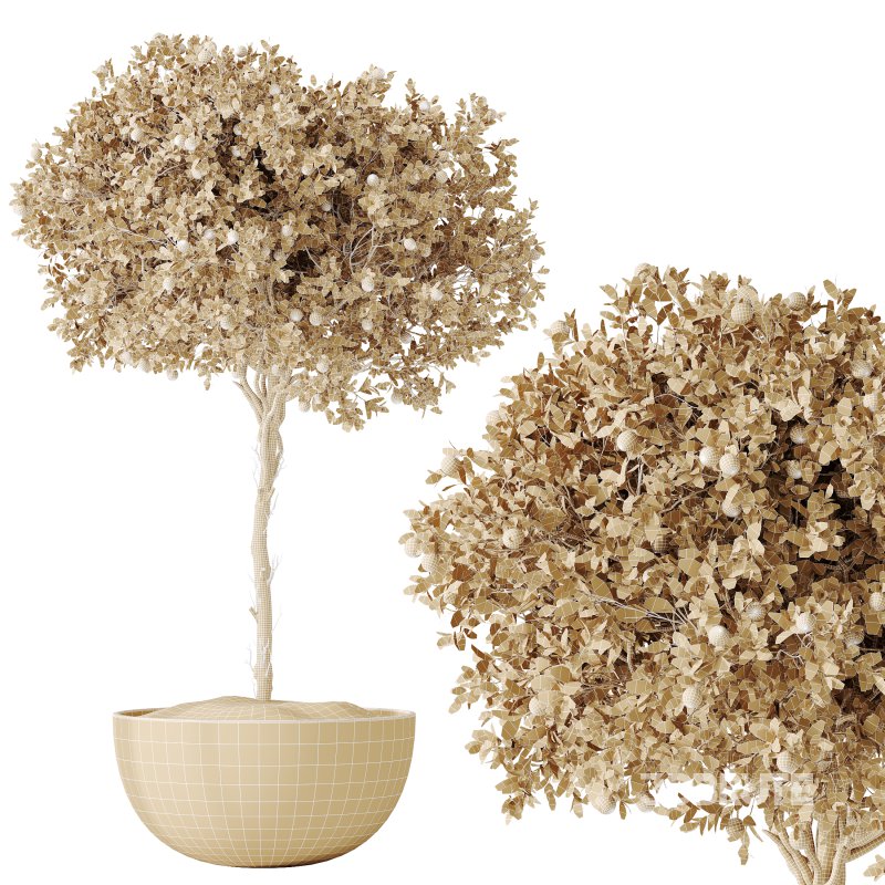 Av House Plants Mandarin Citrus Fruit Orange Image 6