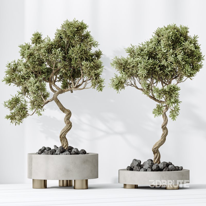 AV Indoor plants set 157 Mission Kalamata Chemlali Olive and Spathiphyllum Wallisii Bellini Peace Lily Domino Image 8