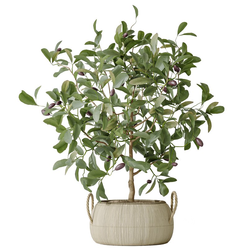 AV Indoor plants set 161 Arbequina Wilsonii Chemlali Olive and Ravenala Banana Strelitzia Nicolai and Briful Pachira Aquatica Image 3