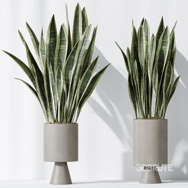 AV Indoor plants set 174 Ficus Binnendijkii and Mission Leccino Arbequina Olive and Snake Green Sansevieria Image 5