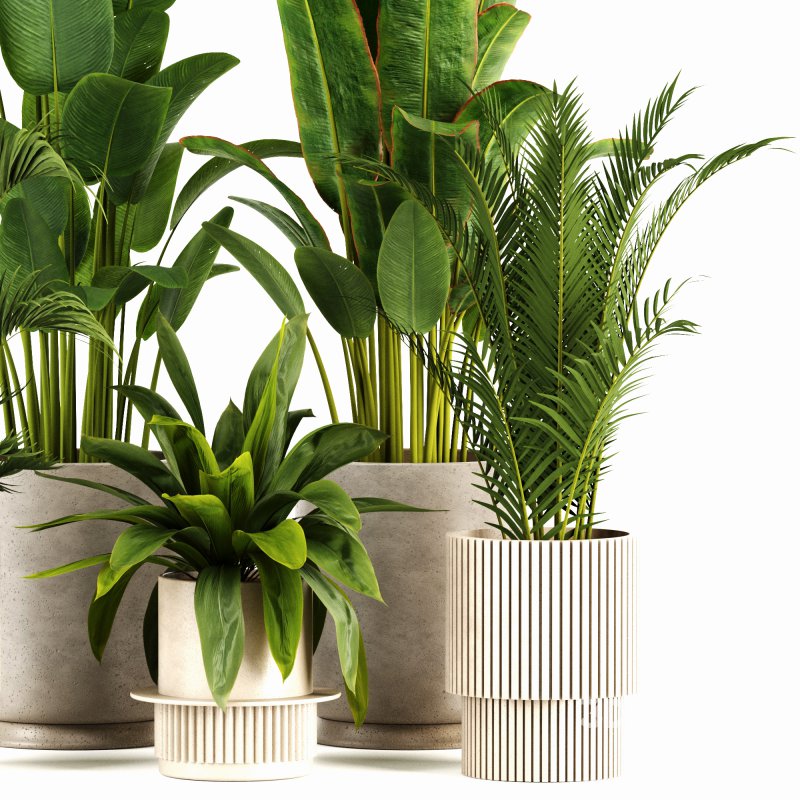 Indoor plants set159 Image 4